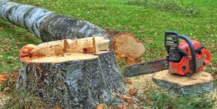 Best Root Management and Removal  in Belle, WV