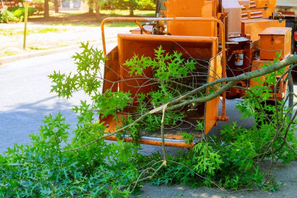 Best Leaf Removal  in Belle, WV