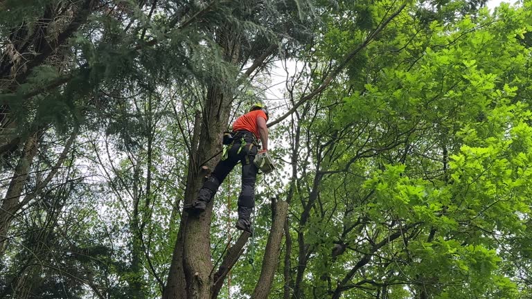 Best Commercial Tree Services  in Belle, WV