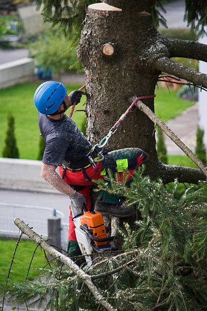 Best Tree and Shrub Care  in Belle, WV