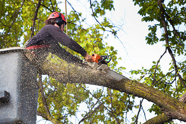 Belle, WV Tree Services Company
